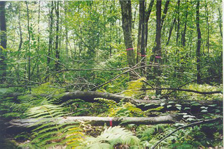 On the ground: looking into Harvard Forest's trees from a less lofty perch.: Photograph courtesy of NSF Harvard Forest LTER Site